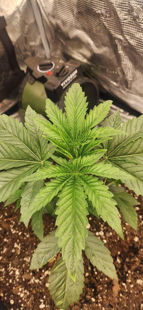 Skywalker Kush Indoor SCROG. Week 3 - Sadie getting the classic 7 fans, maybe a touch of light stress.