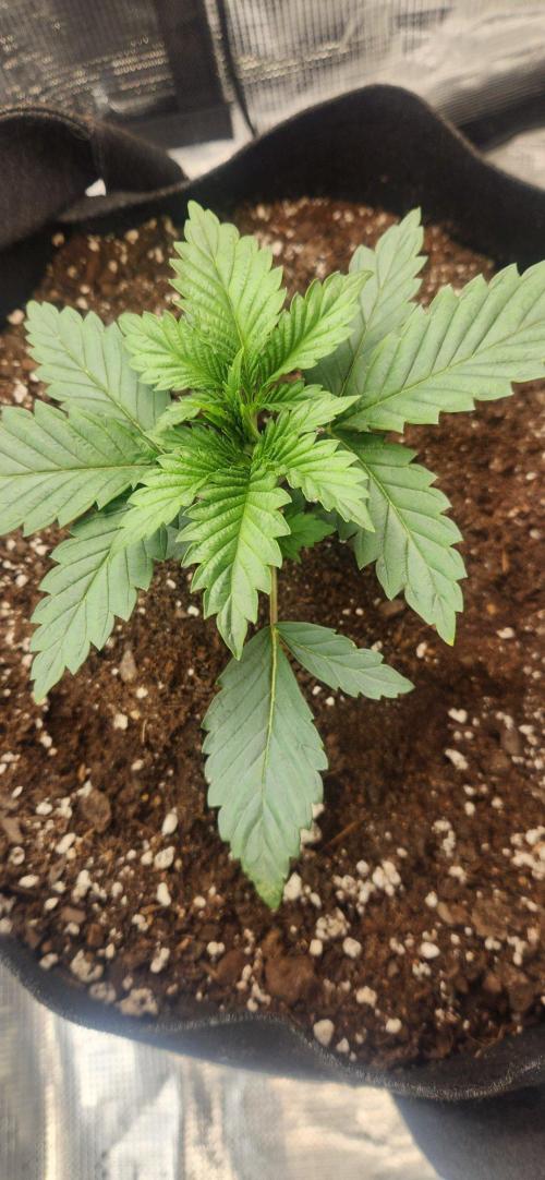 Skywalker Kush Indoor SCROG. Week 3 - Sally