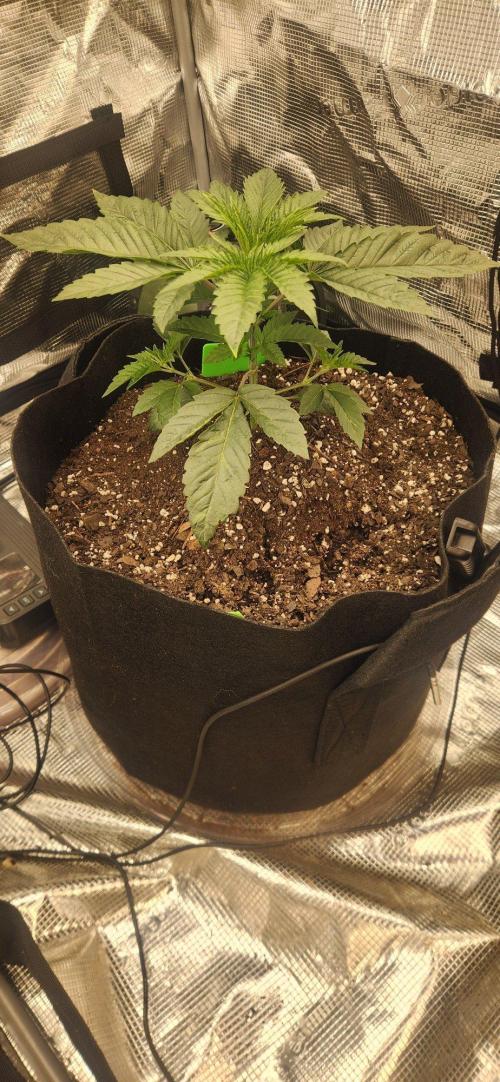 Skywalker Kush Indoor SCROG. Week 3 - Sadie