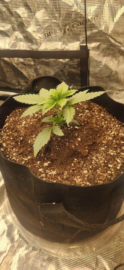 Skywalker Kush Indoor SCROG. Week 3 - Sally