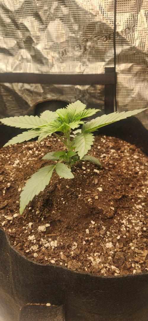 Skywalker Kush Indoor SCROG. Week 3 - Sally