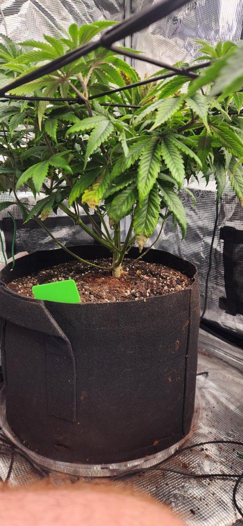 Skywalker Kush Indoor SCROG. Week 7