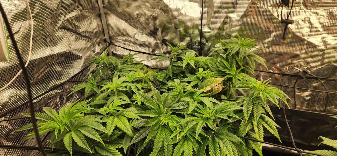 Skywalker Kush Indoor SCROG. Week 7
