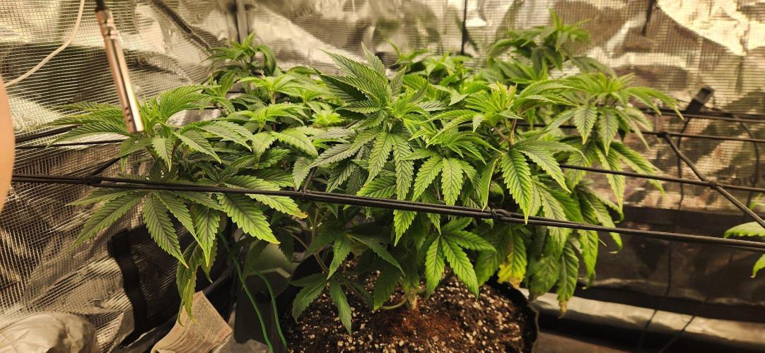 Skywalker Kush Indoor SCROG. Week 7