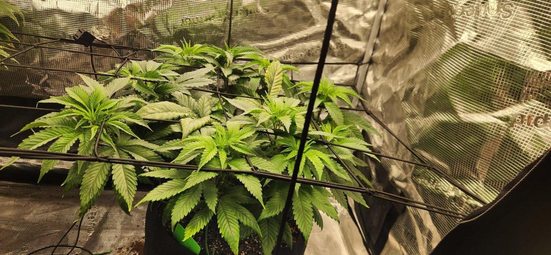 Skywalker Kush Indoor SCROG. Week 7