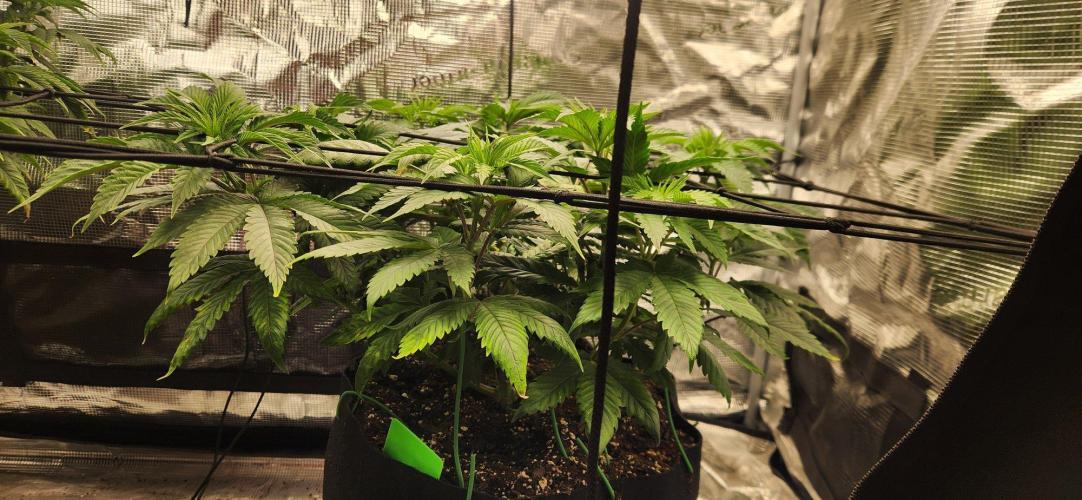 Skywalker Kush. Week 7
