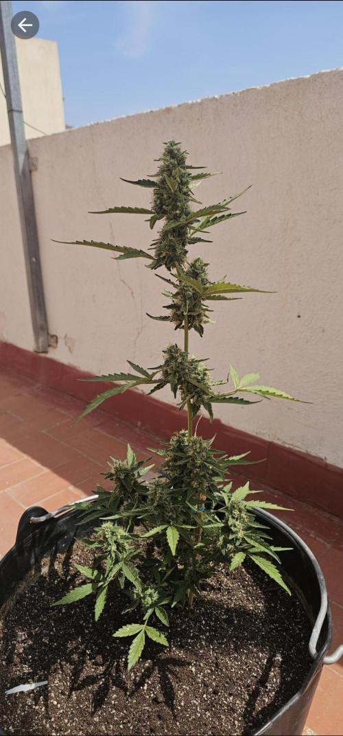 Critical. Week 10