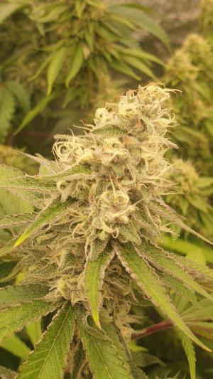 Comment by sticky-icky-Moos photo #1