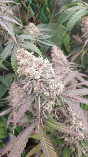 Comment by sticky-icky-Moos photo #1