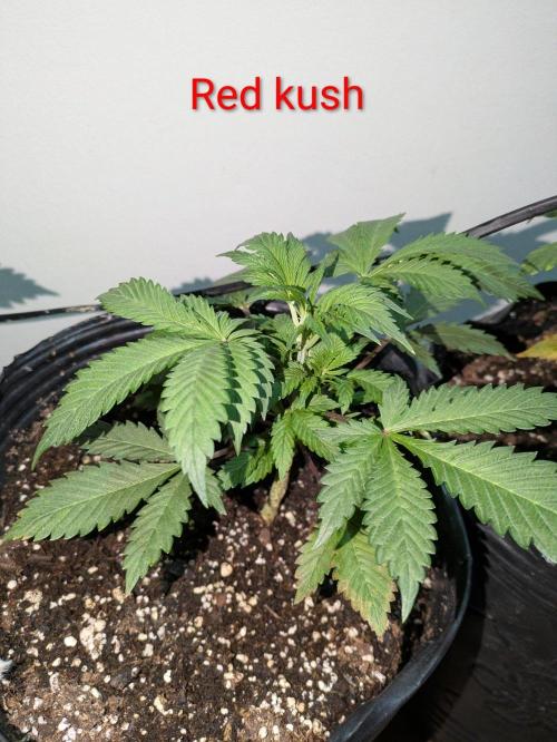 Red lime. Week 4