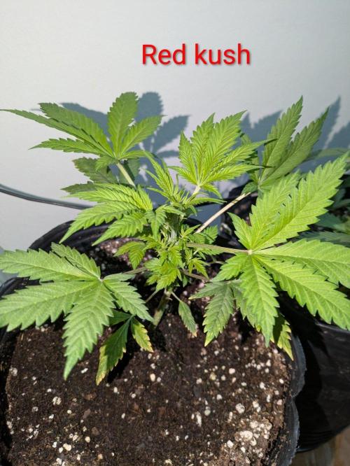Red lime. Week 4