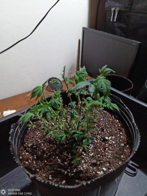 Banana CFK. Week 3