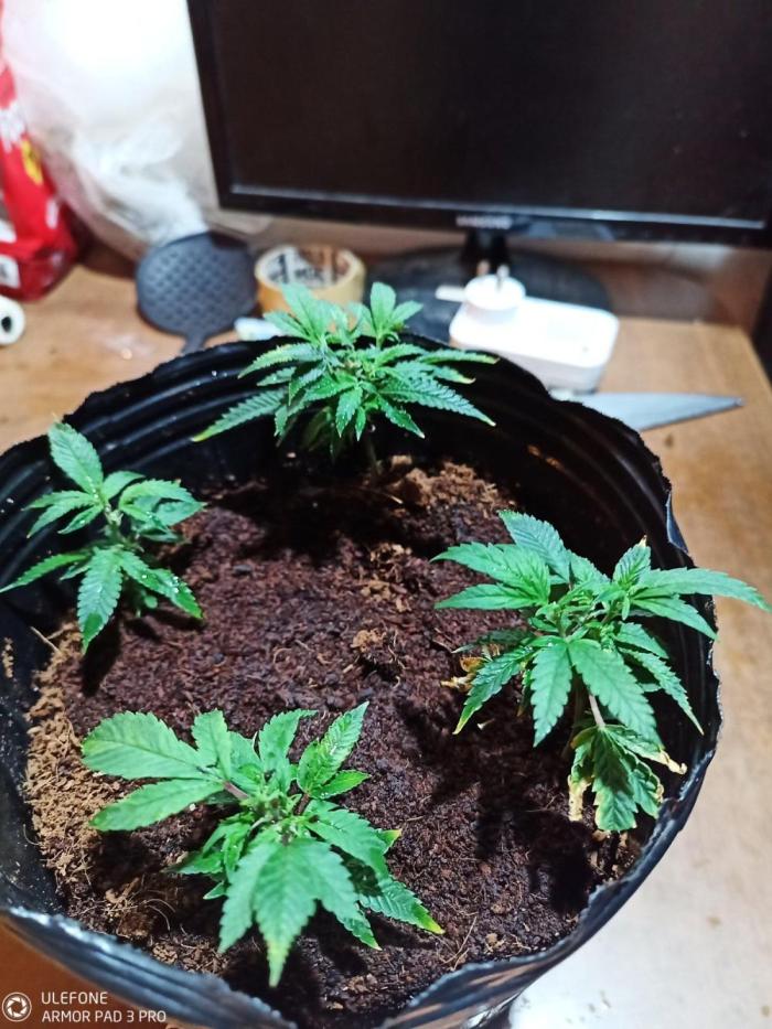 Banana CFK. Week 0