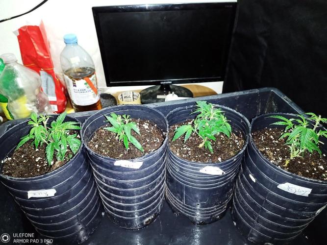 Kilimanjaro Regular. Week 1