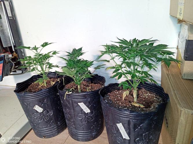 Red Kush Auto. Week 5