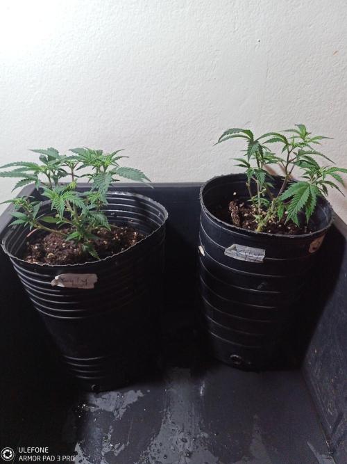 kilimanjaro. Week 3