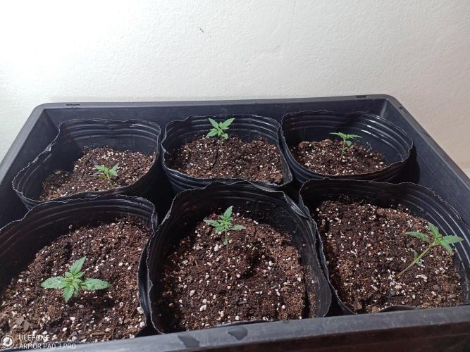 Red Critical Auto. Week 2