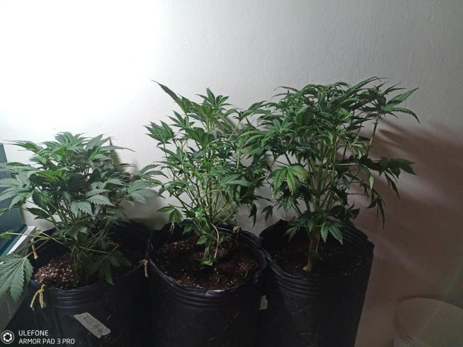 Red Kush Auto. Week 6