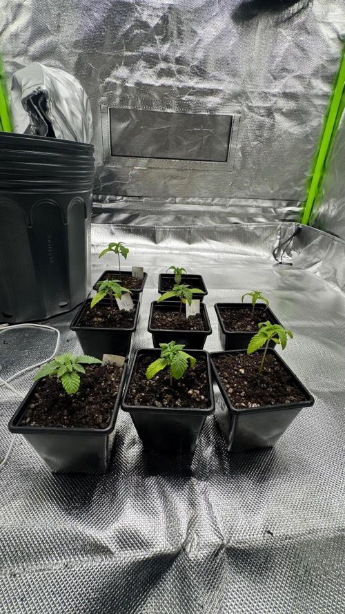 Runtz x NL. Week 3