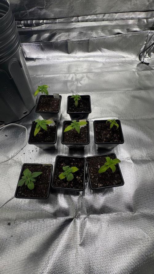 Runtz x NL. Week 3