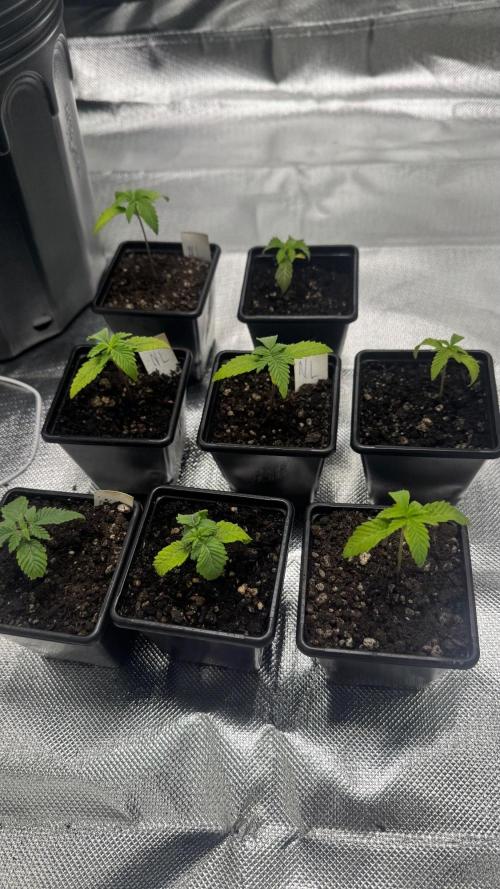 Runtz x NL. Week 3