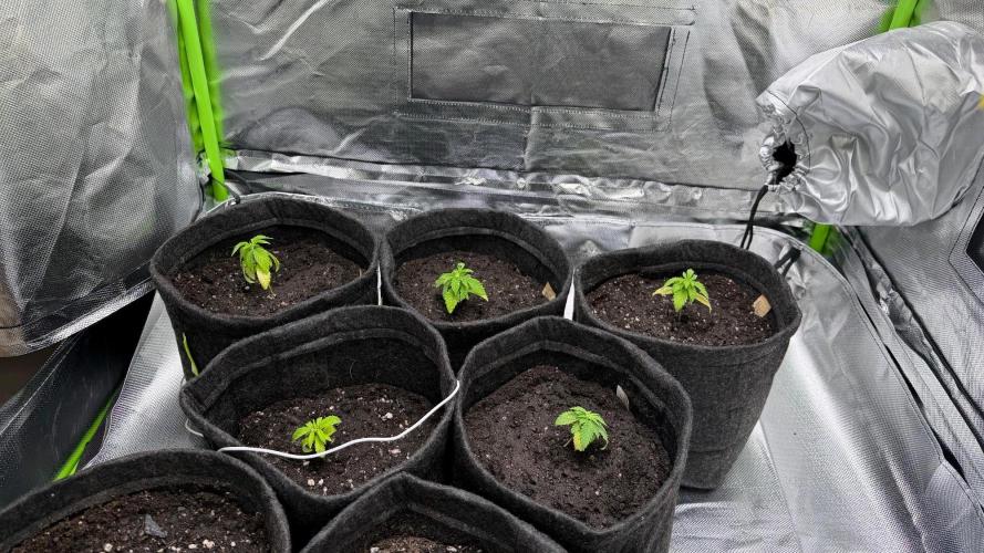 Runtz x NL. Week 4
