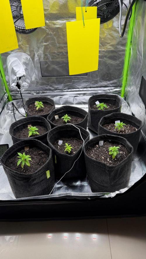 Runtz x NL. Week 5