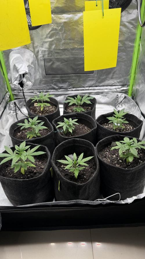 Runtz x NL. Week 6