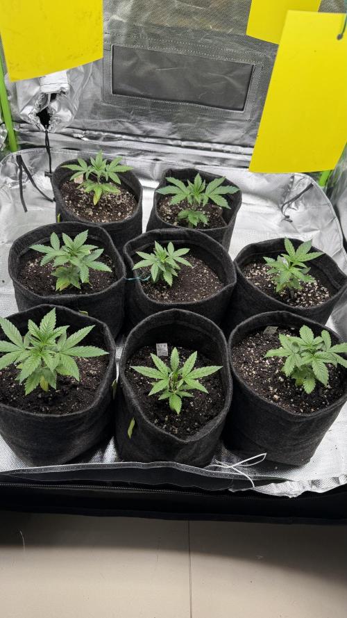 Runtz x NL. Week 6