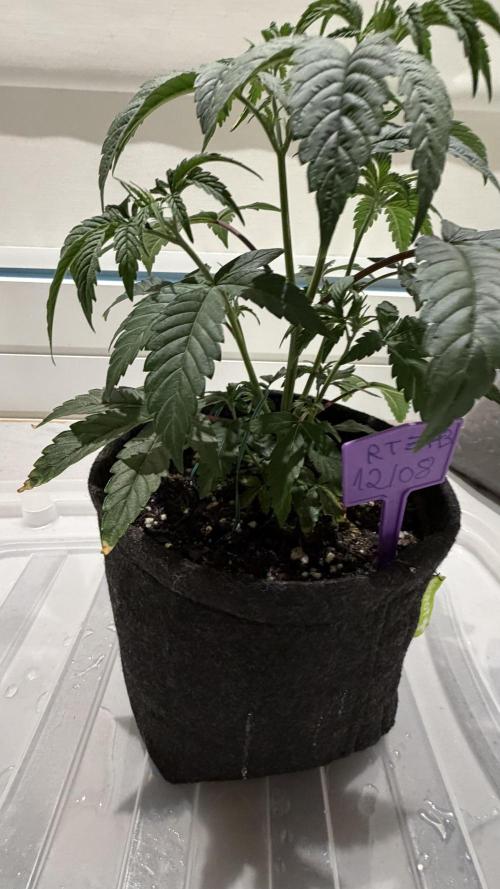 Runtz x NL. Week 7