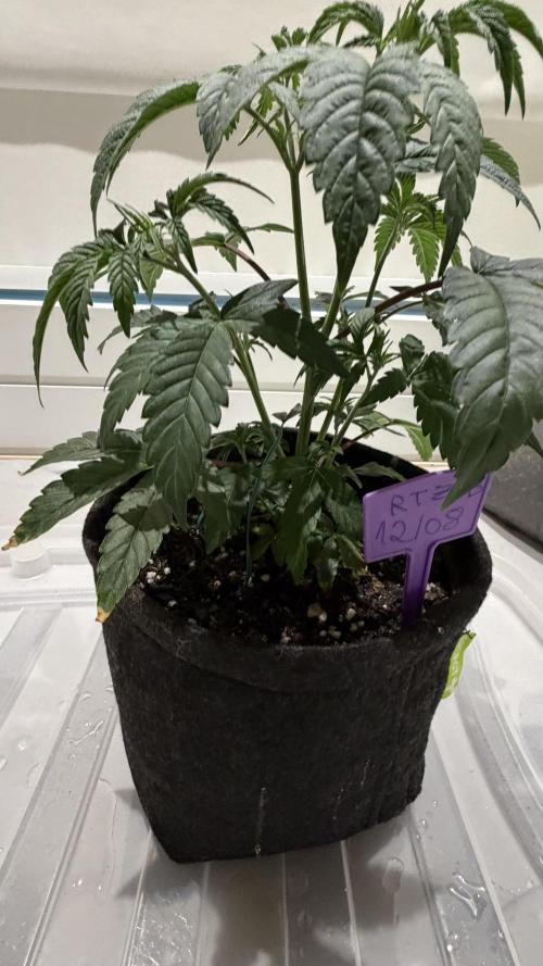 Runtz x NL. Week 7