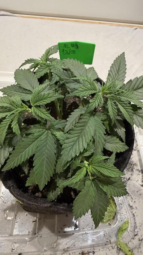 Runtz x NL. Week 7