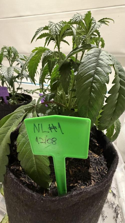 Runtz x NL. Week 7