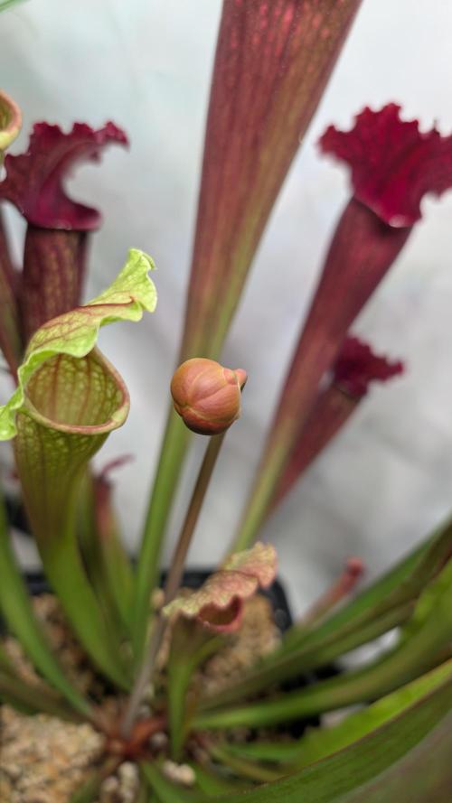 Riviera Drip|Odisha LR|Blueberry Muffin. Week 2 - Sarracenia