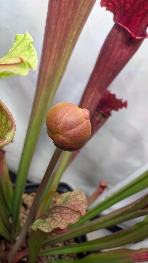 Riviera Drip|Odisha LR|Blueberry Muffin. Week 2 - Sarracenia  