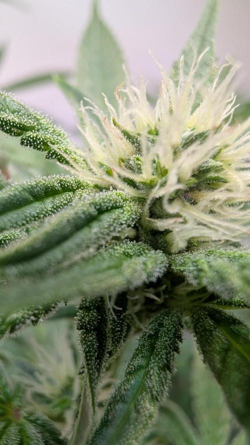 Riviera Drip|Odisha LR|Blueberry Muffin. Week 3
