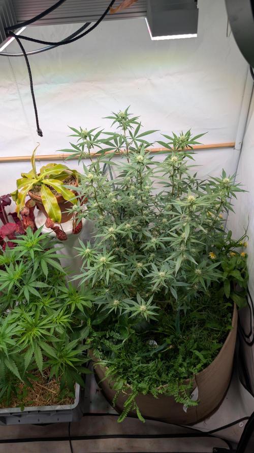 Riviera Drip|Odisha LR|Blueberry Muffin. Week 3
