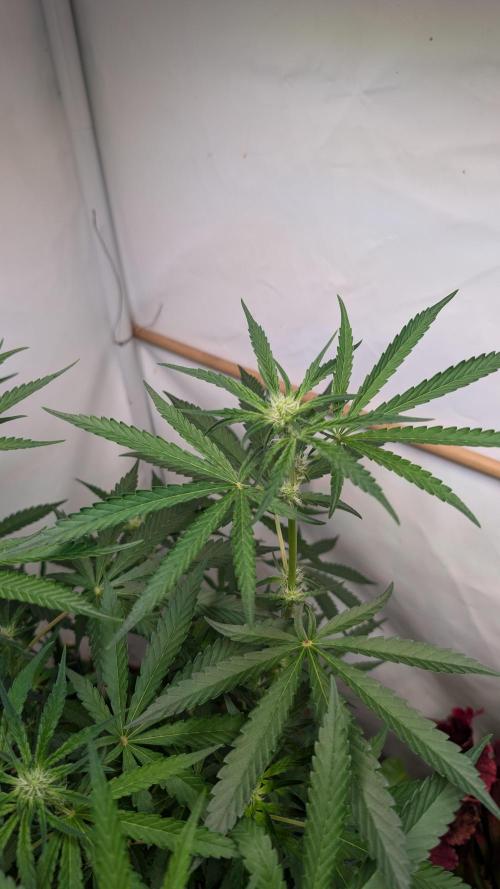 Riviera Drip|Odisha LR|Blueberry Muffin. Week 3