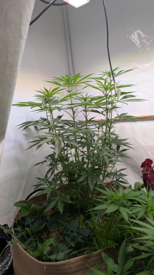 Riviera Drip|Odisha LR|Blueberry Muffin. Week 3