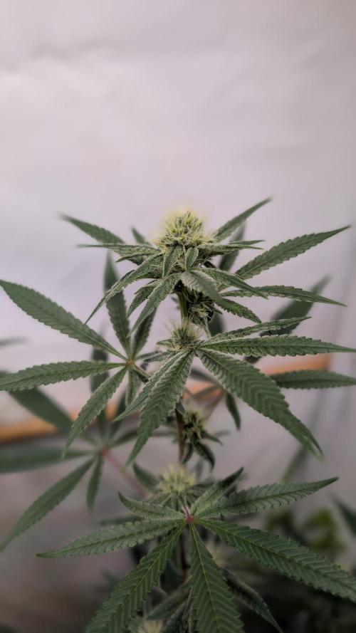 Riviera Drip|Odisha LR|Blueberry Muffin. Week 5