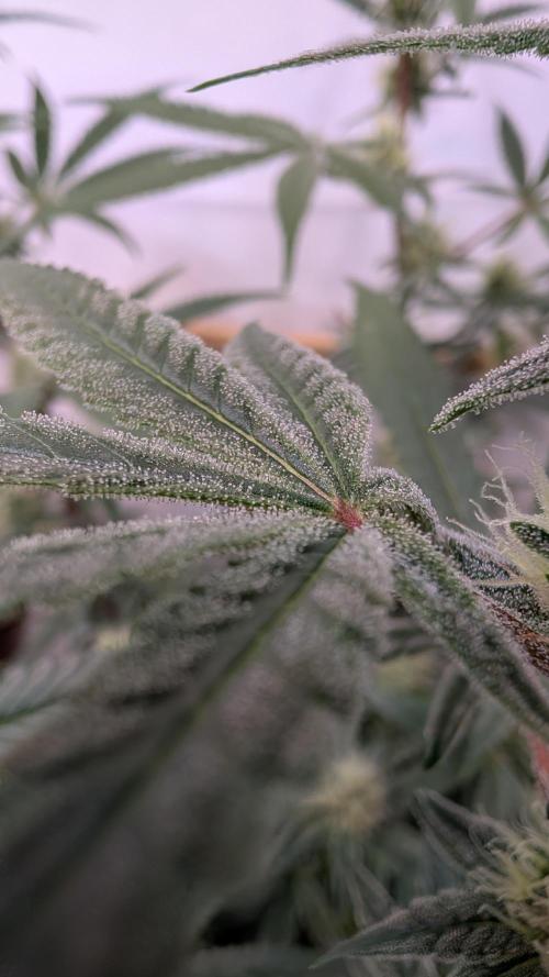 Riviera Drip|Odisha LR|Blueberry Muffin. Week 5