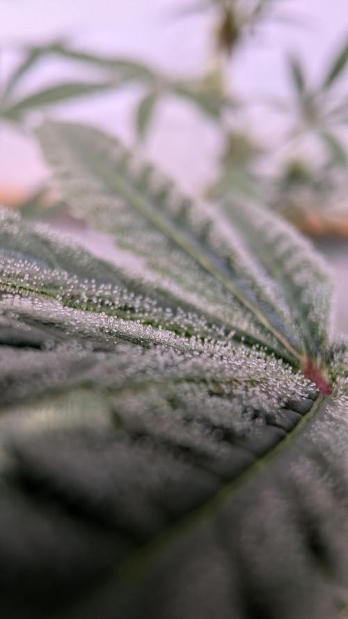 Riviera Drip|Odisha LR|Blueberry Muffin. Week 5