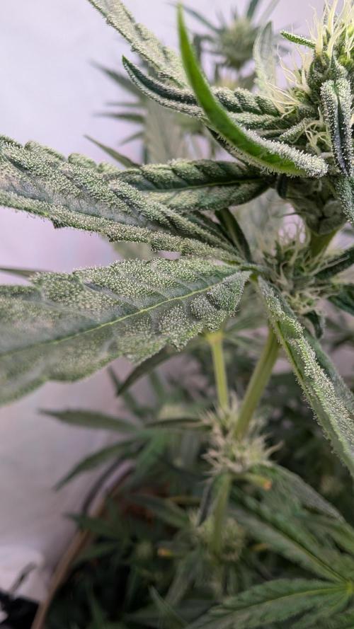 Riviera Drip|Odisha LR|Blueberry Muffin. Week 5