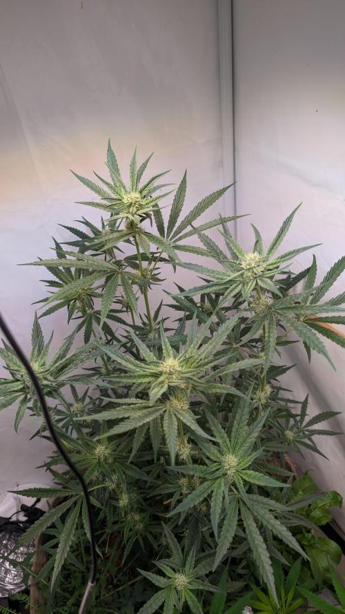 Riviera Drip|Odisha LR|Blueberry Muffin. Week 5