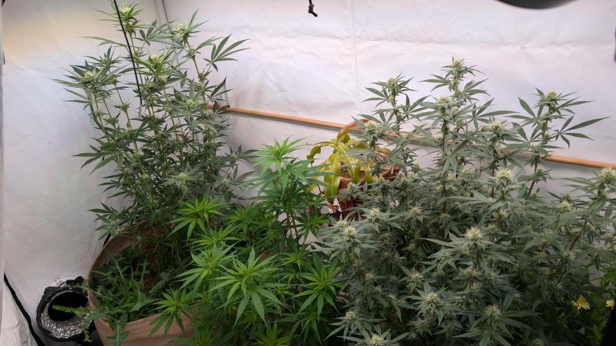 Riviera Drip|Odisha LR|Blueberry Muffin. Week 5