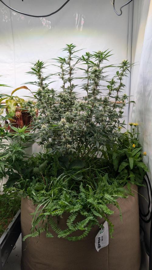 Riviera Drip|Odisha LR|Blueberry Muffin. Week 5