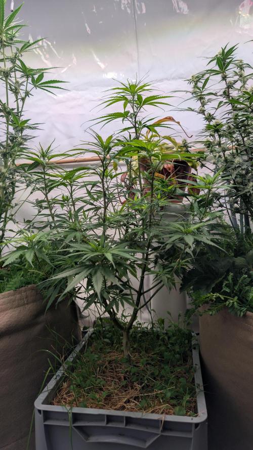 Riviera Drip|Odisha LR|Blueberry Muffin. Week 5