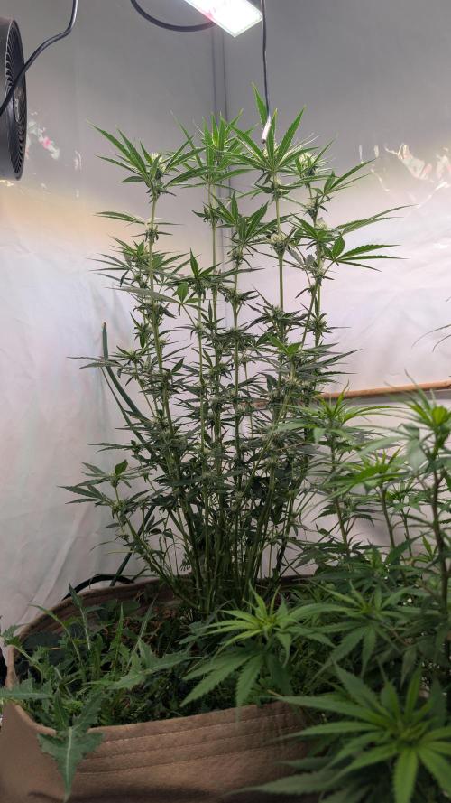 Riviera Drip|Odisha LR|Blueberry Muffin. Week 5