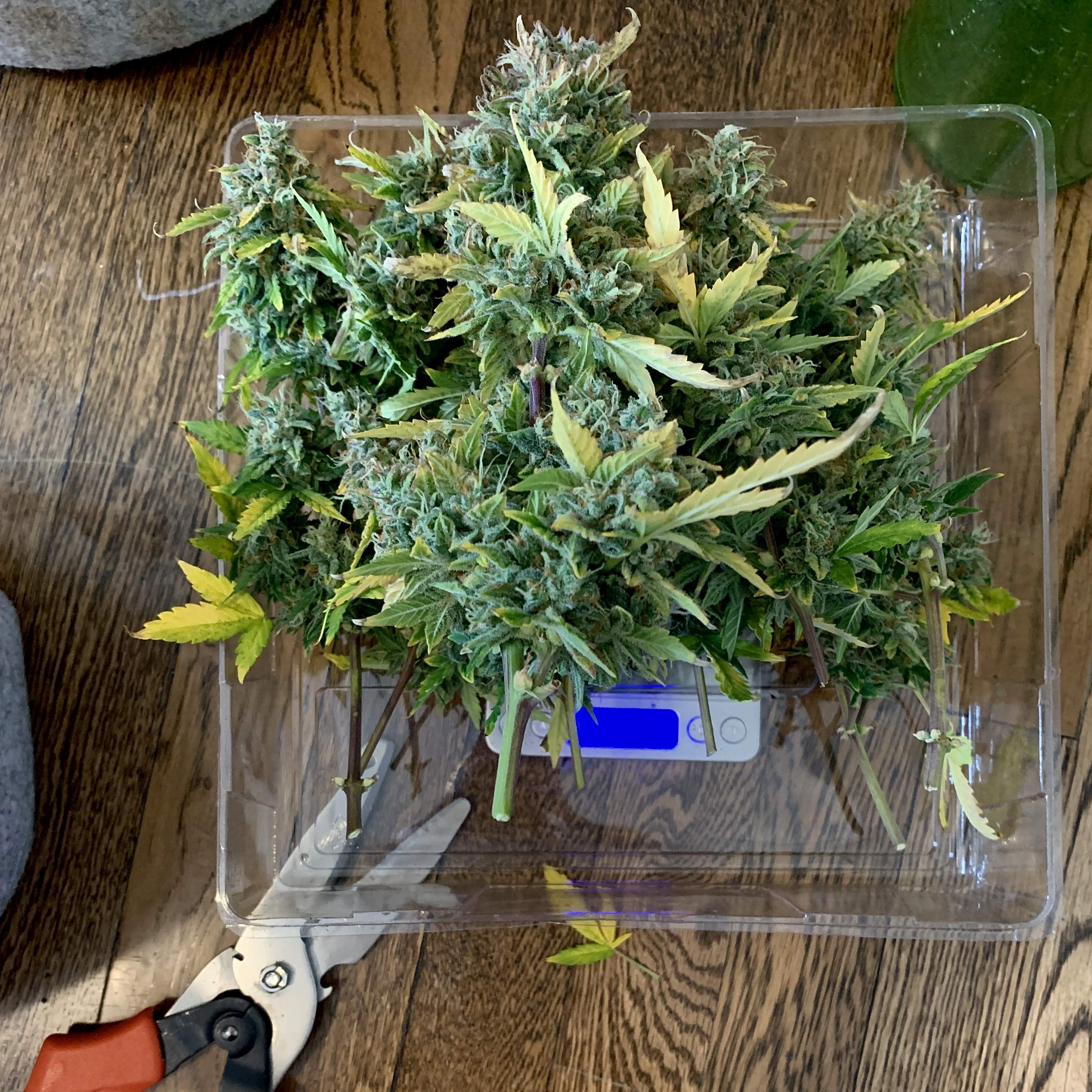 Strawberry Cheesecake Auto 2 grow diary (journal) 2 harvest12 by