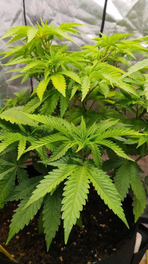 Jack Diesel Auto. Week 4